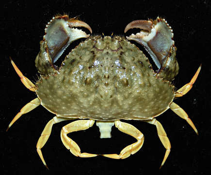 Image of Red rubble boxcrab