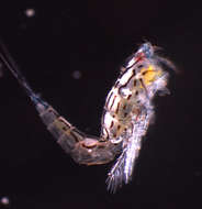 Image of oligostracan crustaceans