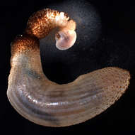 Image of Phascolosomatidea