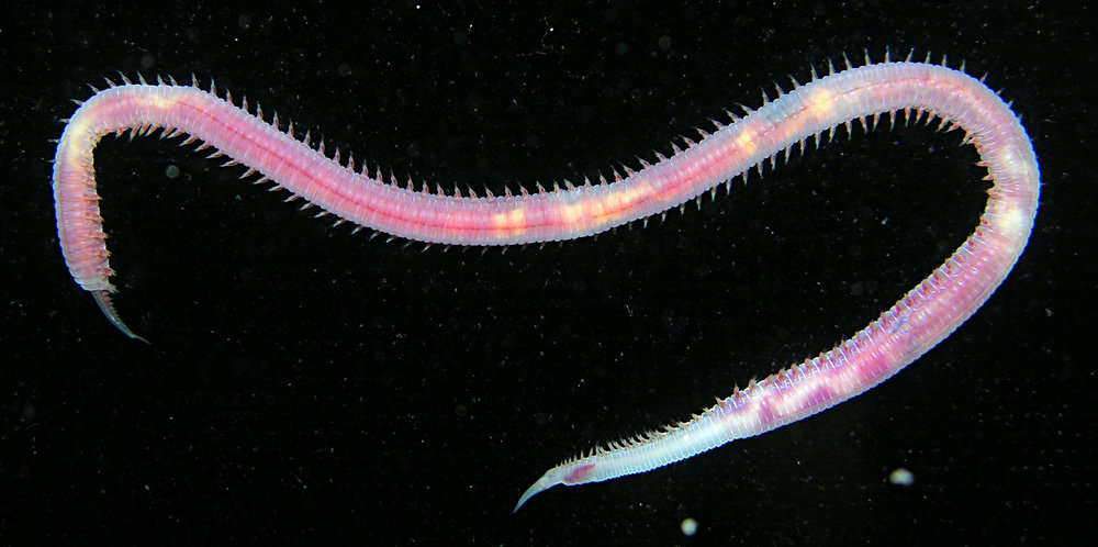 Image of bloodworms