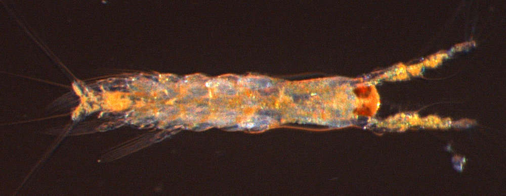 Image of Neocopepoda Huys & Boxshall 1991