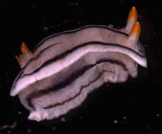 Image of Euctenidiacea