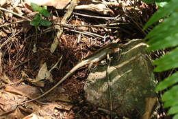 Image of Seychelles skink
