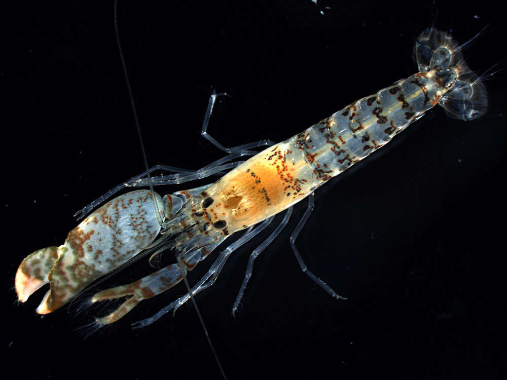 Image of <i>Alpheus rostratus</i>