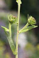 Inula helenium L. resmi