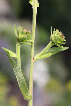 Image of Elecampane