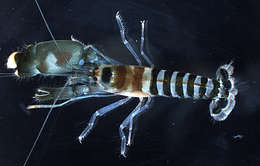 Image of green-banded snapping shrimp