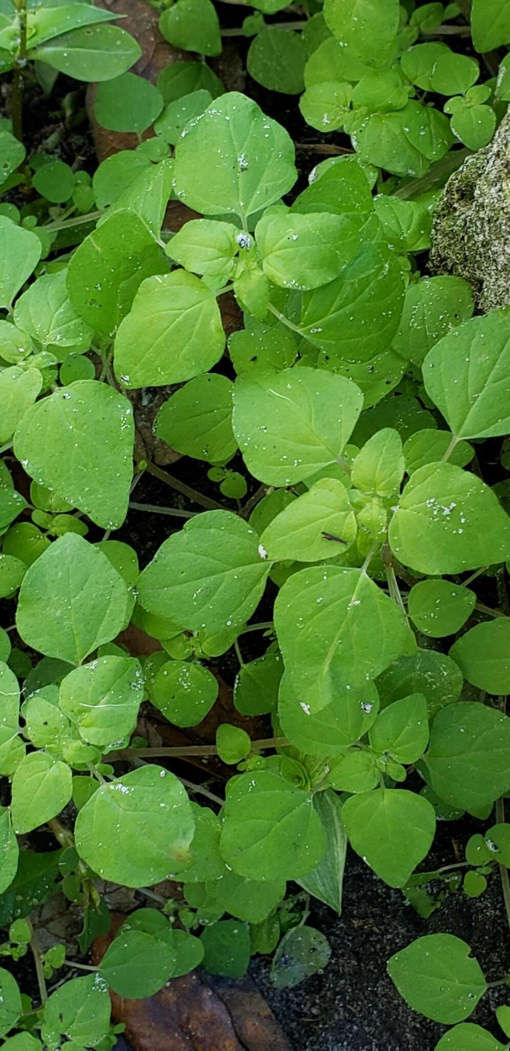 Image of Florida pellitory