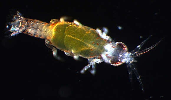 Image of Cymothooidea Leach 1814