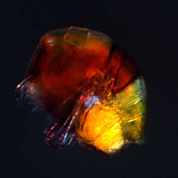 Image of Harpacticoid copepods