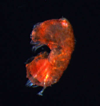 Image of Harpacticoid copepods