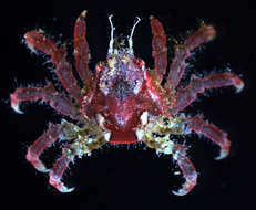 Image of Spider Crabs and Decorator Crabs