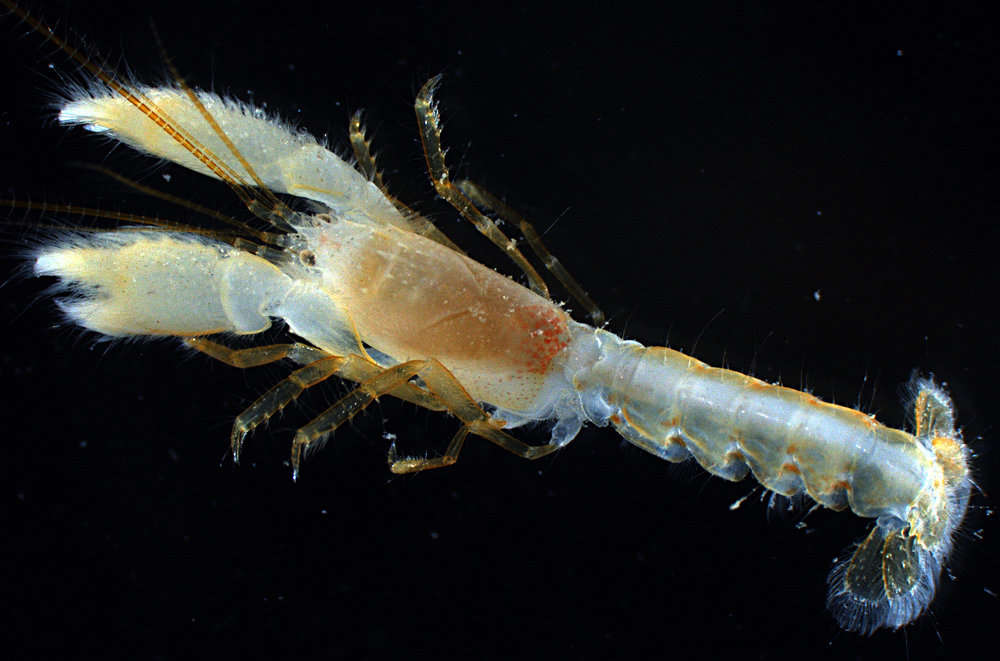 Image of ghost shrimps