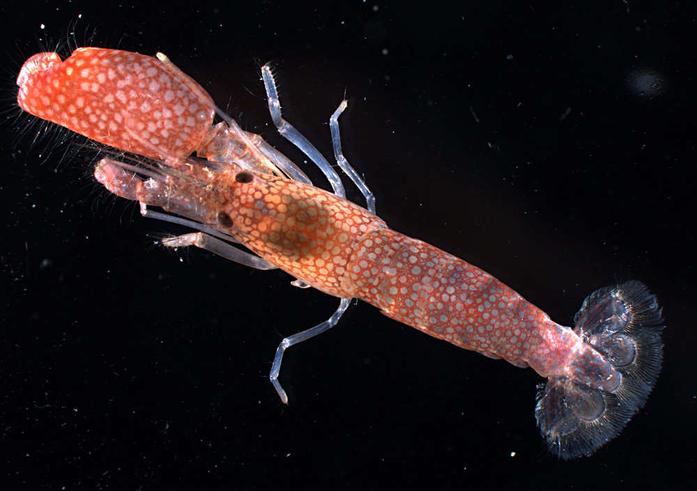 Image of <i>Alpheus pachychirus</i>