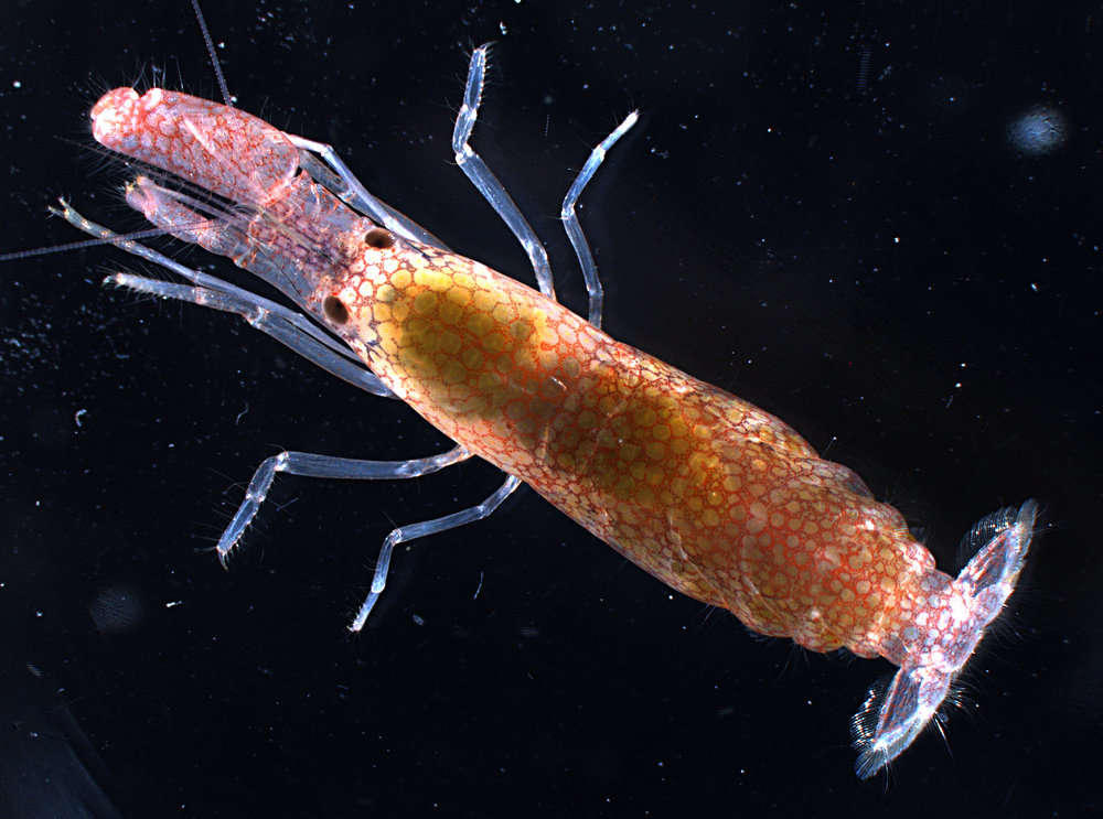 Image of <i>Alpheus pachychirus</i>