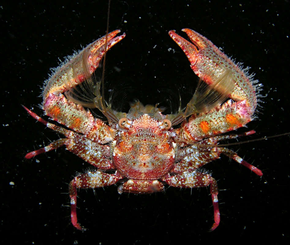 Image of squat lobsters