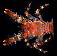 Image of <i>Galathea paulayi</i>