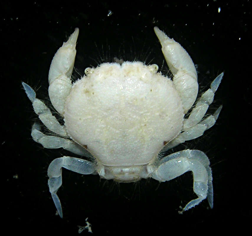 Image of Palapedia serenei P. K. L. Ng 1993