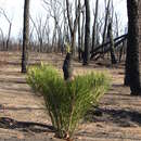 Слика од Macrozamia glaucophylla D. L. Jones