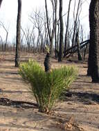 Image of Macrozamia glaucophylla D. L. Jones