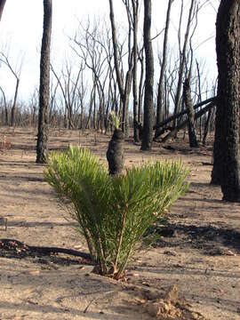 Слика од Macrozamia glaucophylla D. L. Jones