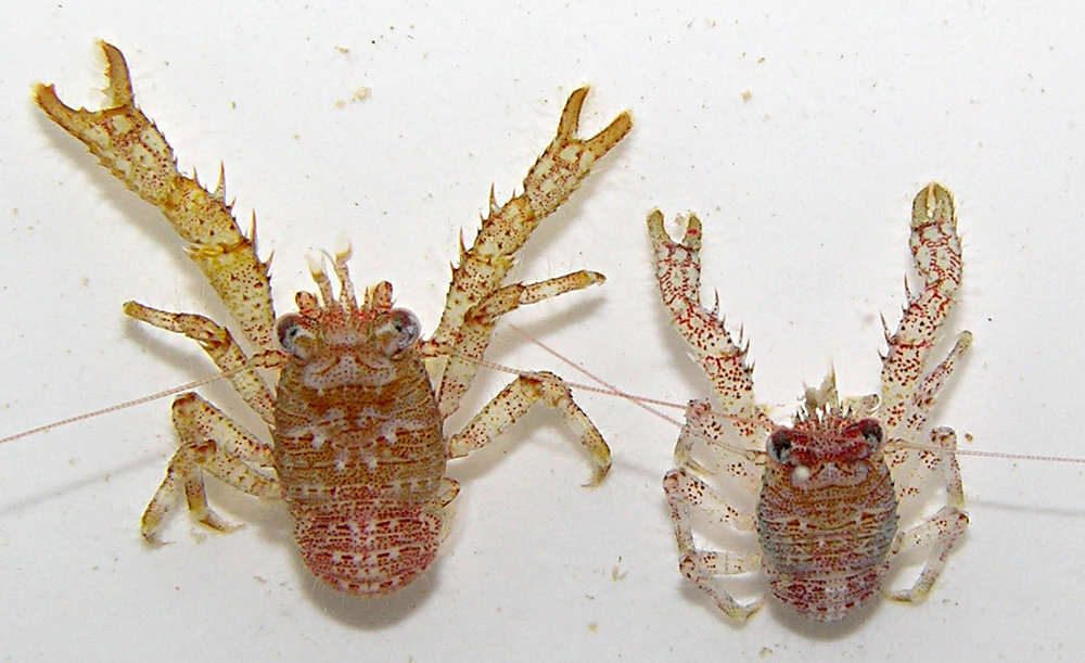 Image of <i>Galathea senta</i>