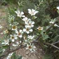 Sivun Leptospermum myrtifolium Sieber ex DC. kuva