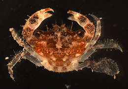 Image of <i>Thalamita pilumnoides</i>