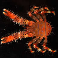 Image of <i>Galathea paulayi</i>