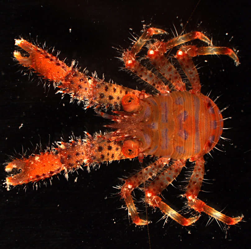 Image of <i>Galathea paulayi</i>