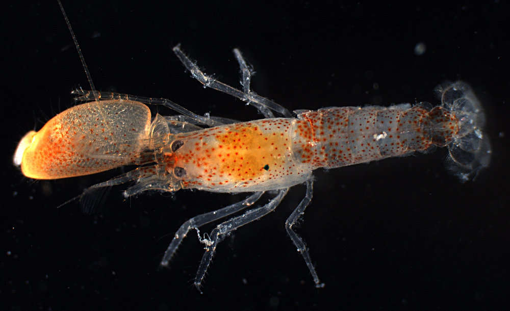 Image of <i>Alpheus eulimene</i>