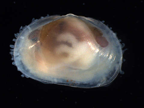 Image of Heterodonta