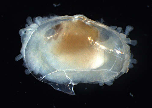 Image of molluscs