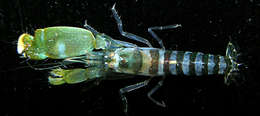 Image of green-banded snapping shrimp