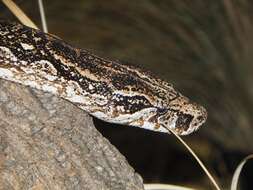 Image of Argentine Boa Constrictor