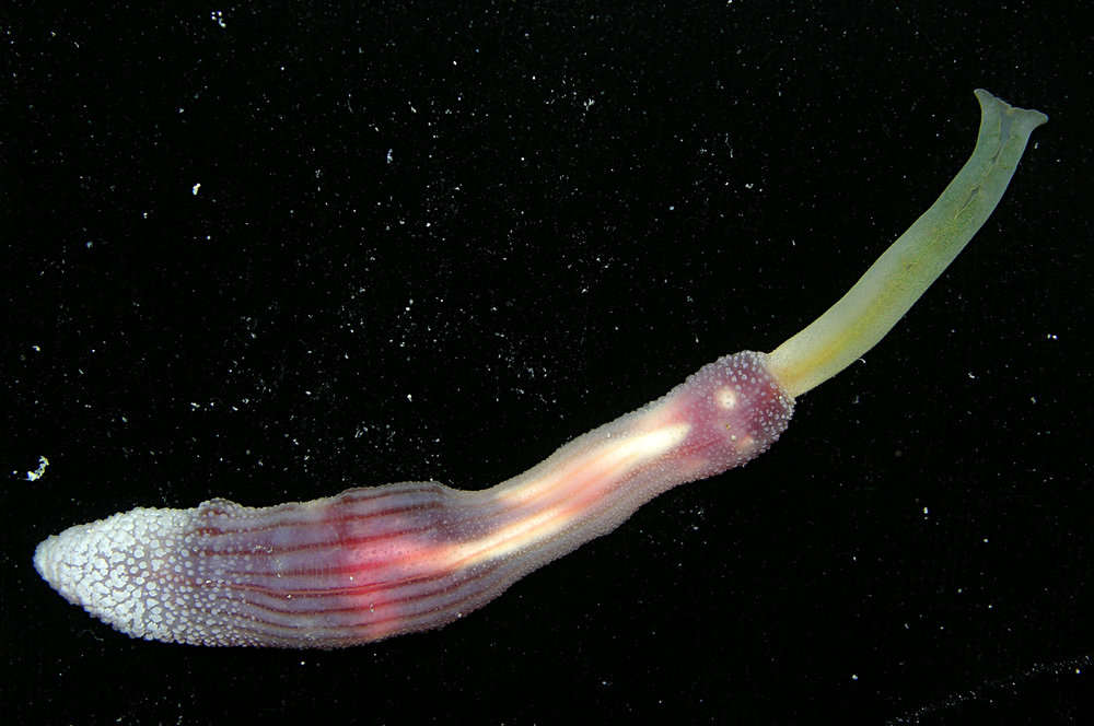 Image of Echiuroidea