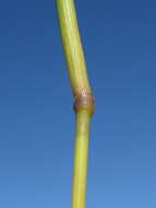 Image of Golden velvet grass