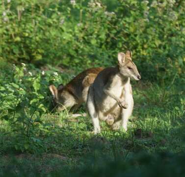 Image of Agile Wallaby