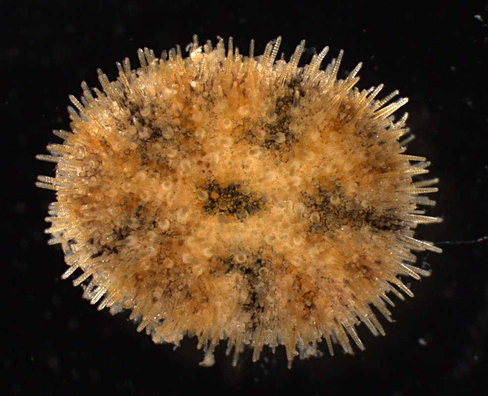 Image of Echinozoa