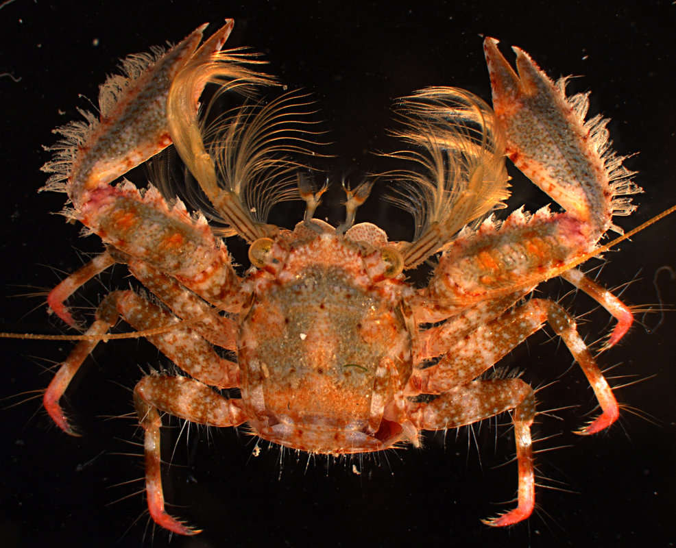 Image of squat lobsters