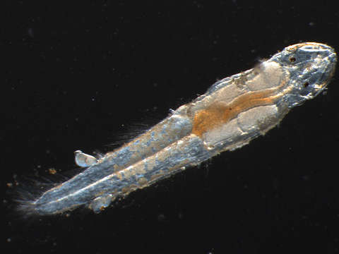 Image of arrow worms