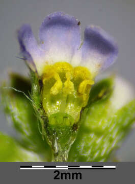 Image of Tufted Forget-Me-Not