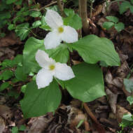 Image of White trillium