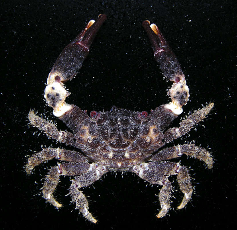 Image of <i>Cyclodius ungulatus</i>