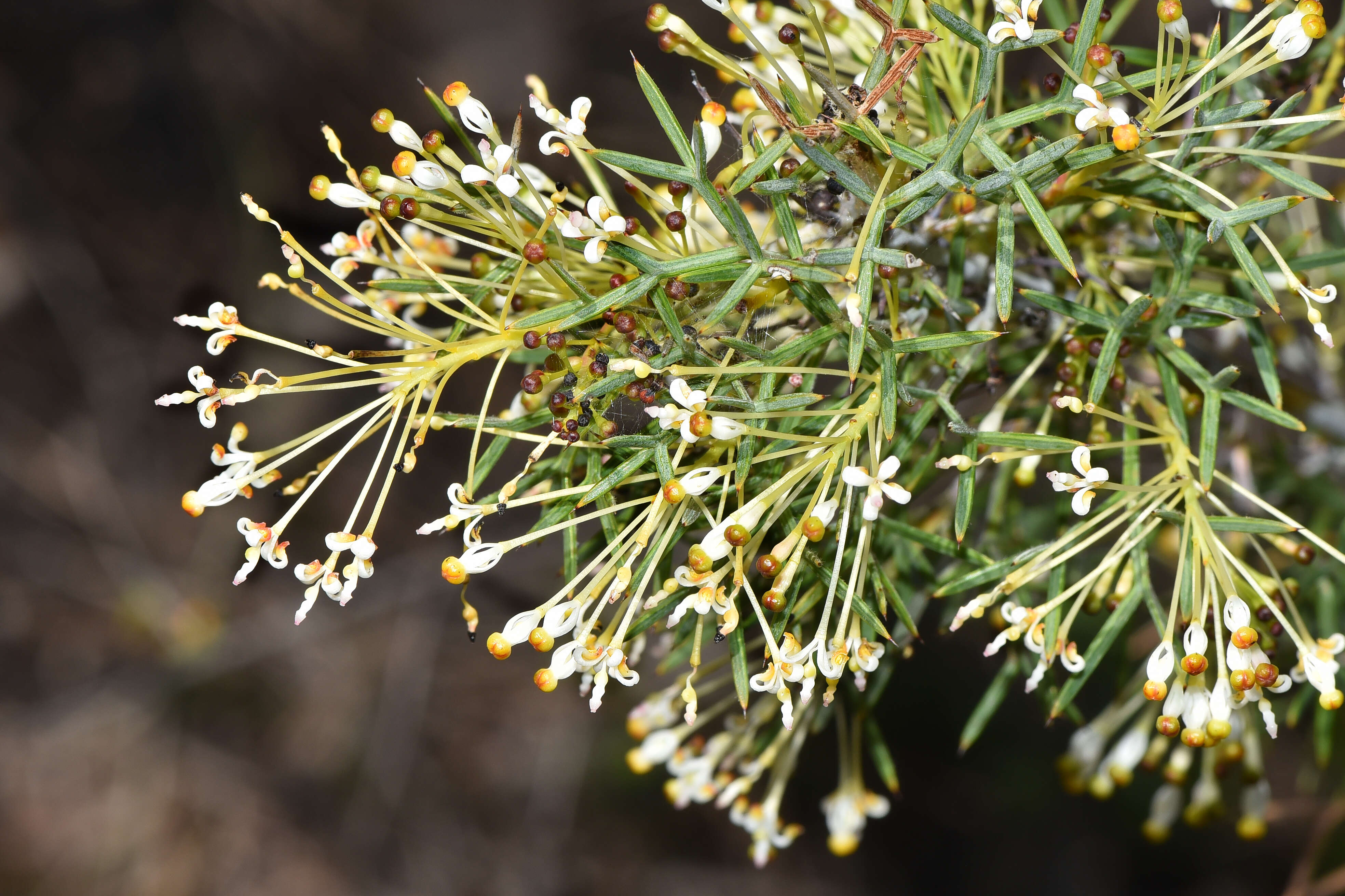 Image of Grevillea hortiorum