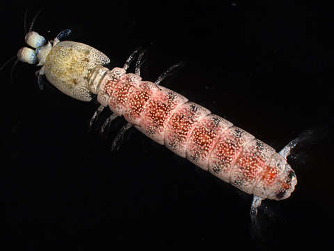 Image of nannosquillid mantis shrimps