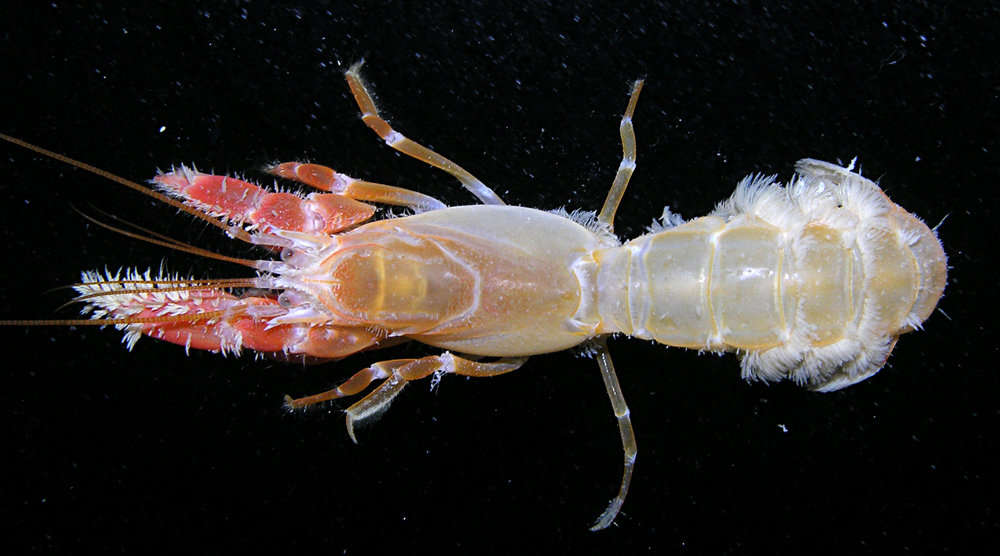 Image of Strahlaxiidae Poore 1994