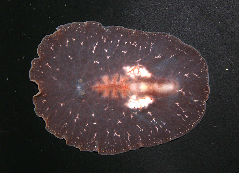 Image of [Planoceridae]