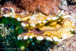 Image of Sponge brittle star