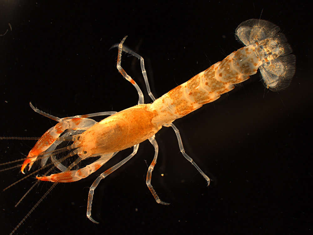 Image of ghost shrimps